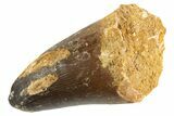 Fossil Mosasaur (Prognathodon currie) Tooth - Morocco #332936-1